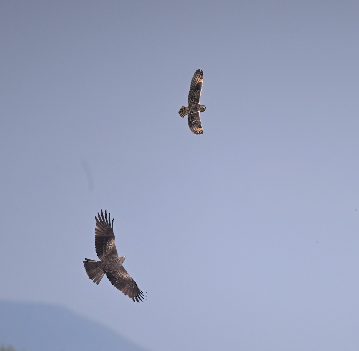 Short-eared Owl - ML646443250