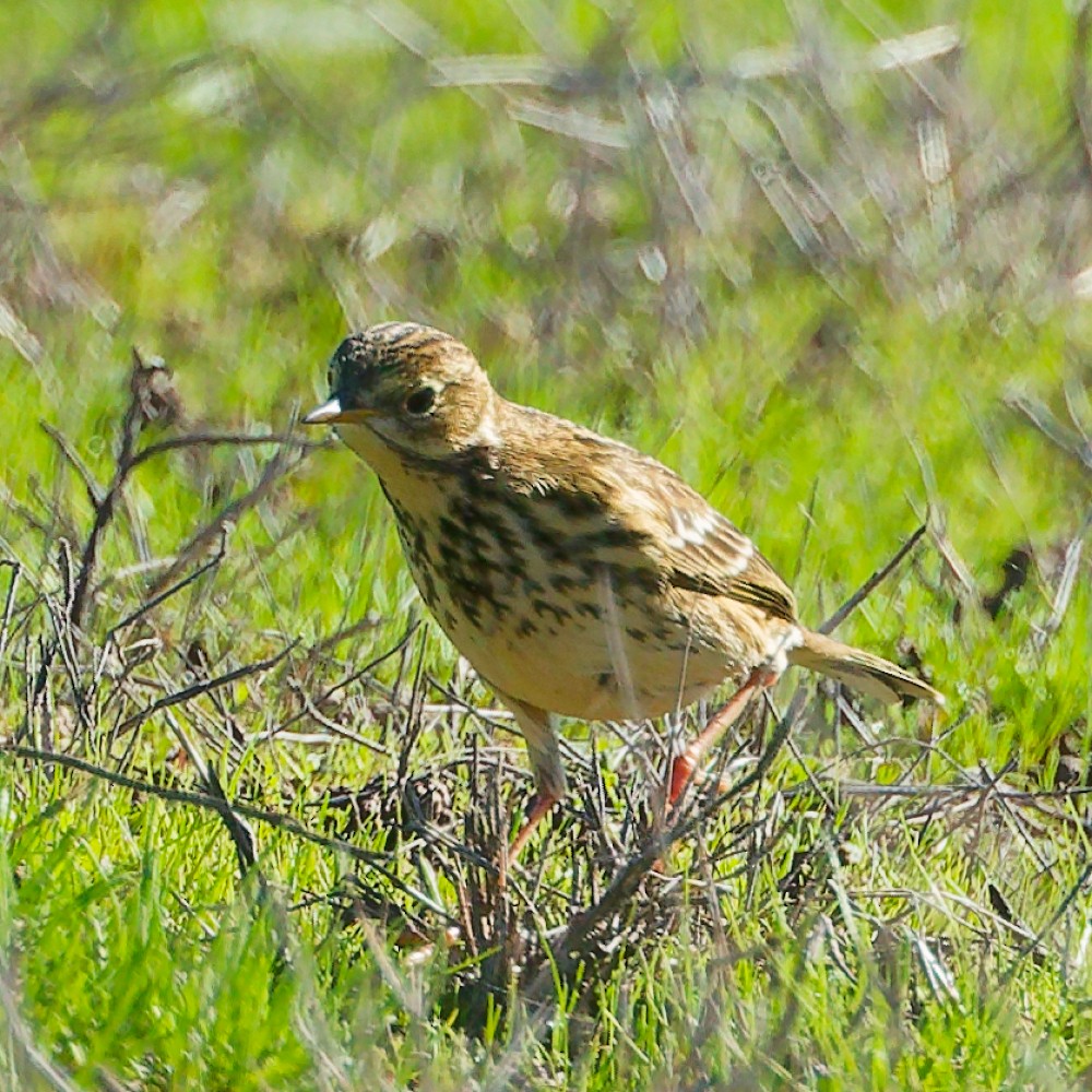 草地鷚 - ML646443252