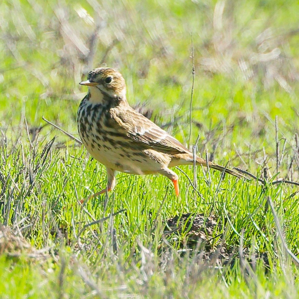 草地鷚 - ML646443253