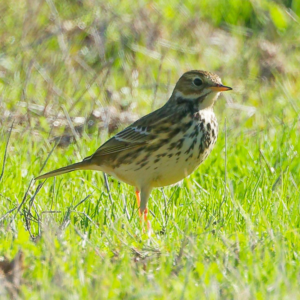 草地鷚 - ML646443254