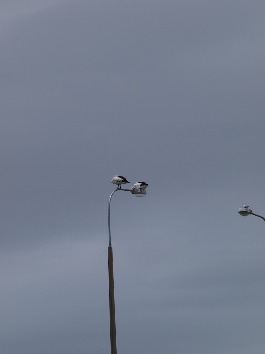 紐澳紅嘴鷗 - ML646443255