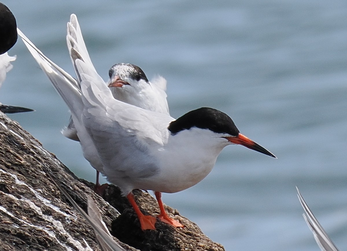 紅燕鷗 - ML646443256