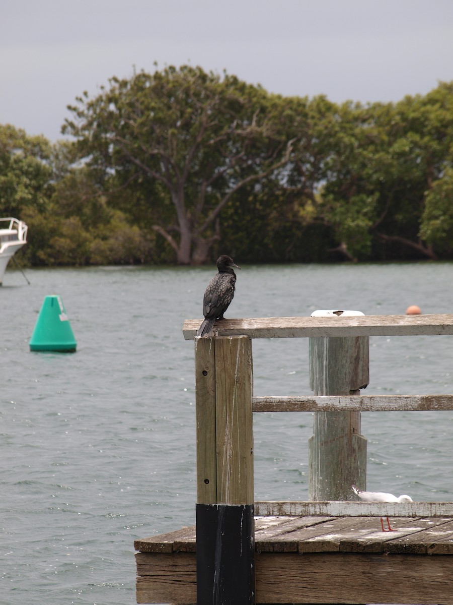 Little Black Cormorant - ML646443258