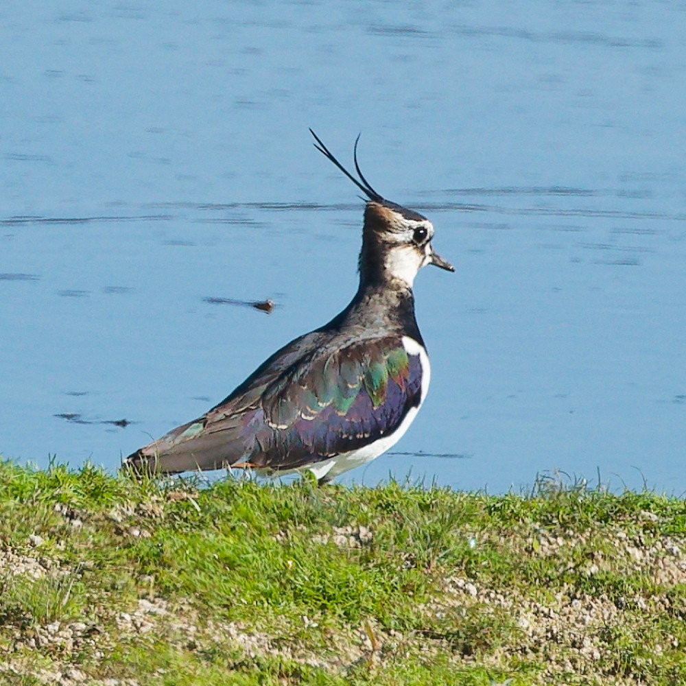 小辮鴴 - ML646443259