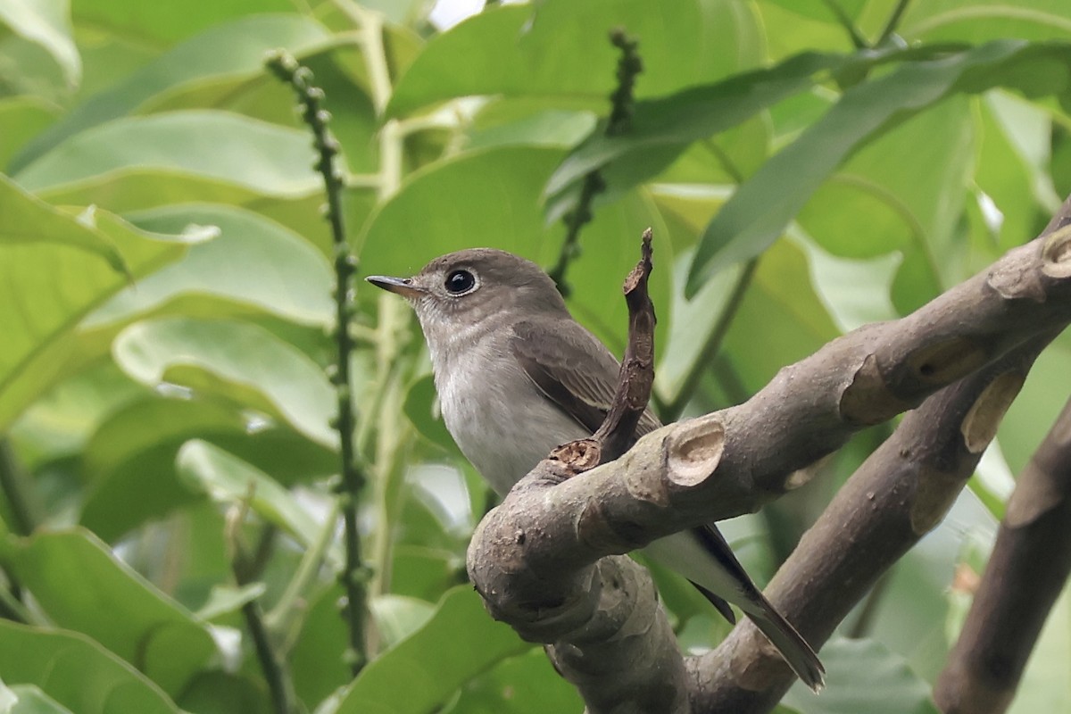 Asian Brown Flycatcher - ML646443260