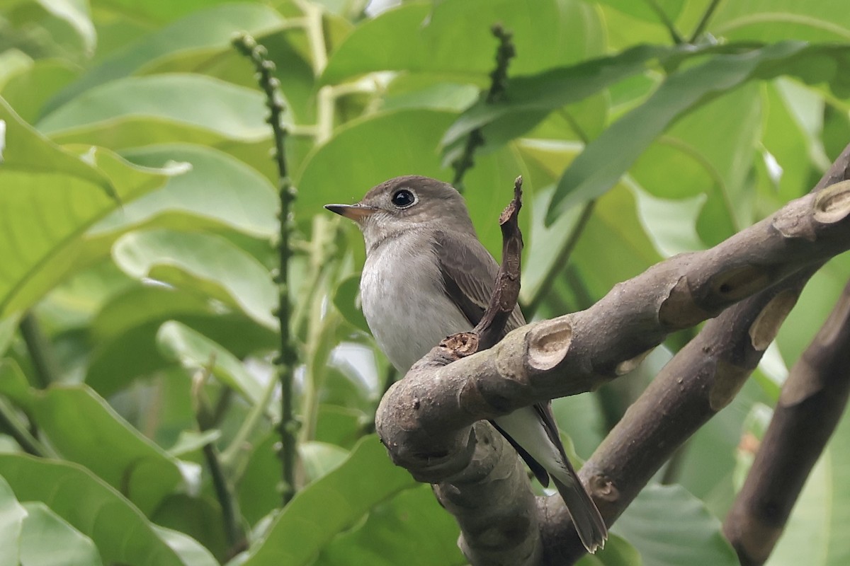 Asian Brown Flycatcher - ML646443261