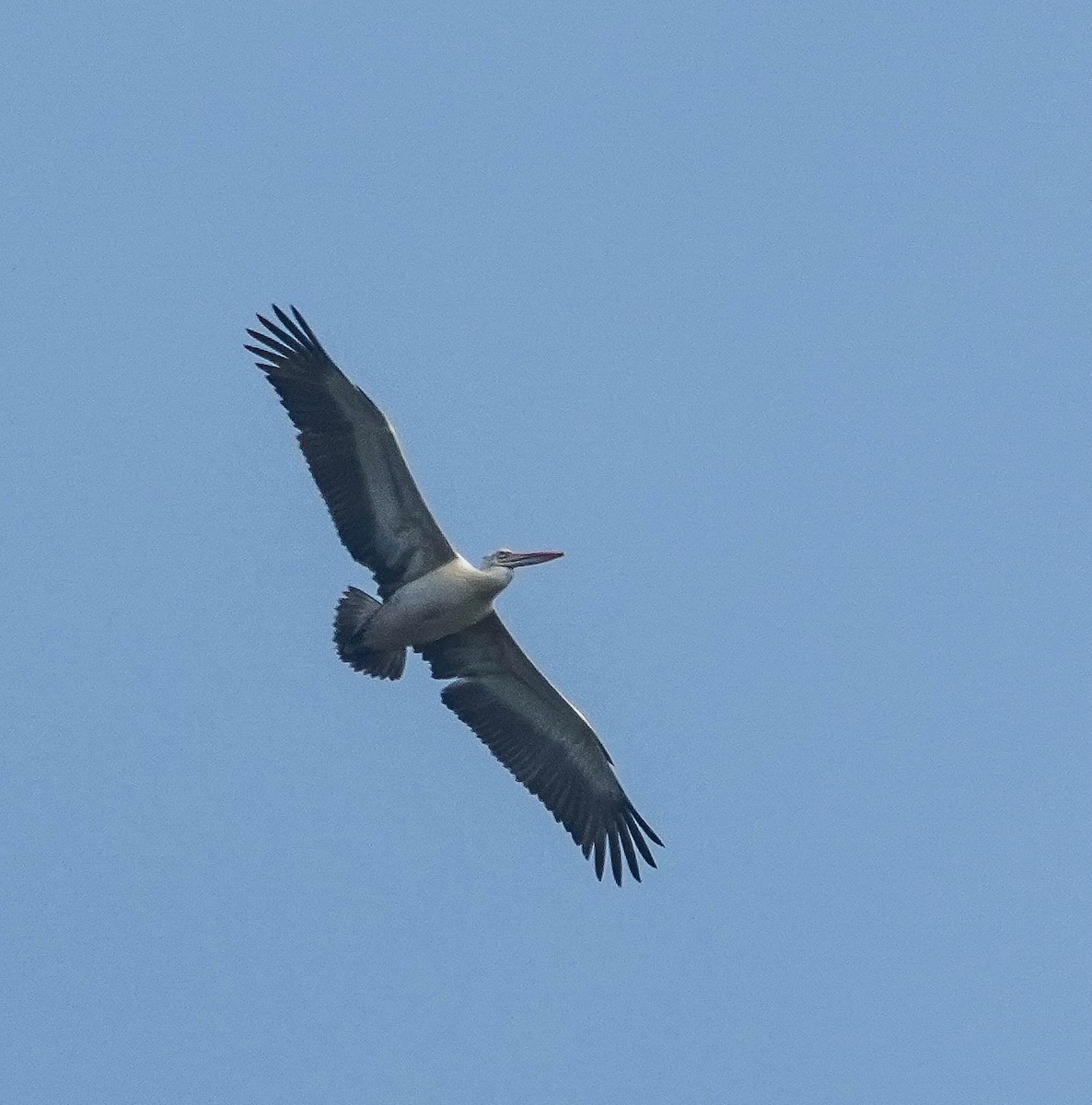 Pelikano tantoduna - ML646443263