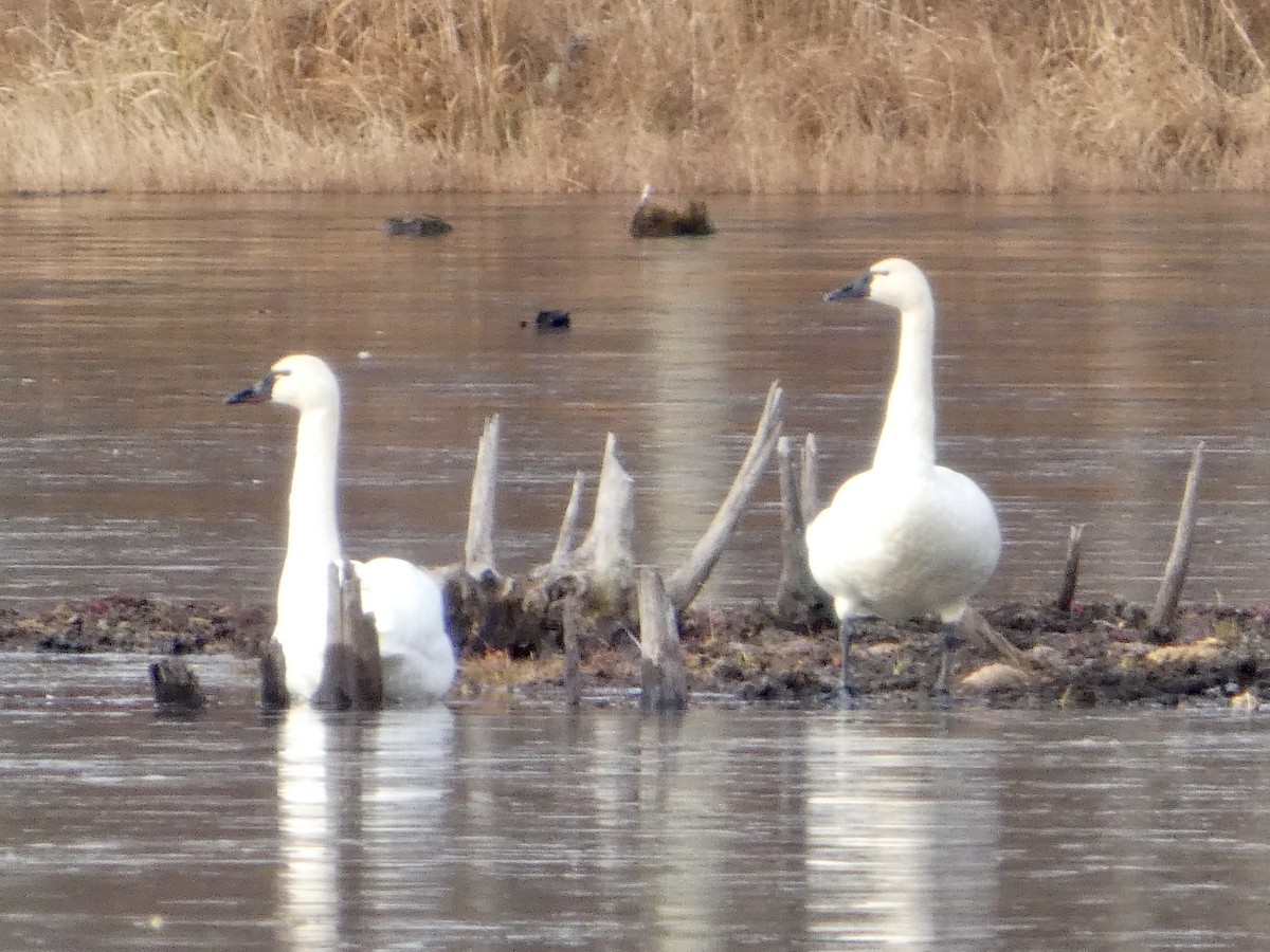 Tundra Swan - ML646443266