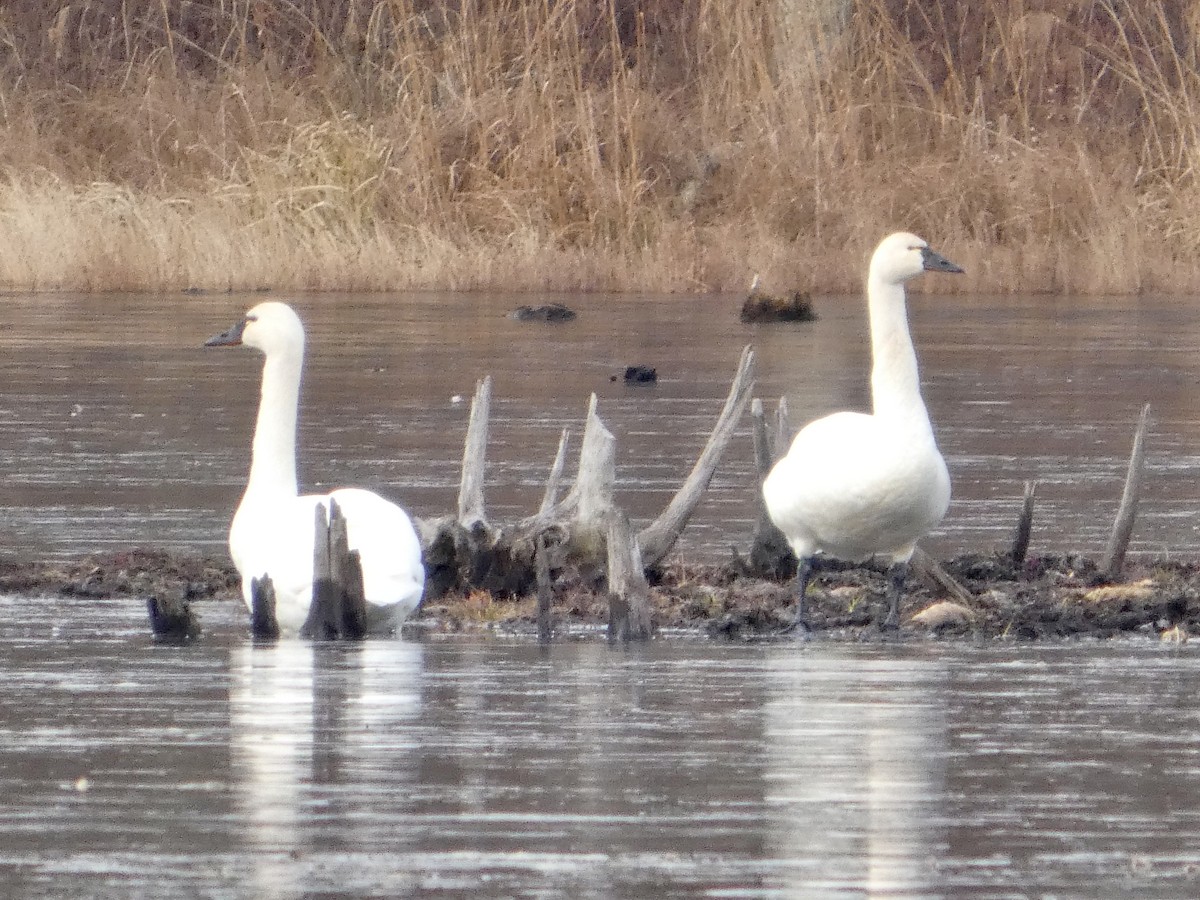 Tundra Swan - ML646443267