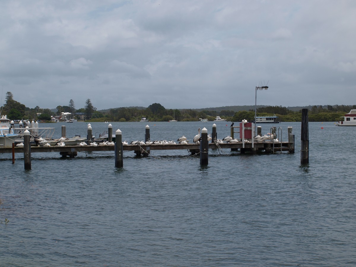 Pelikano australiarra - ML646443269