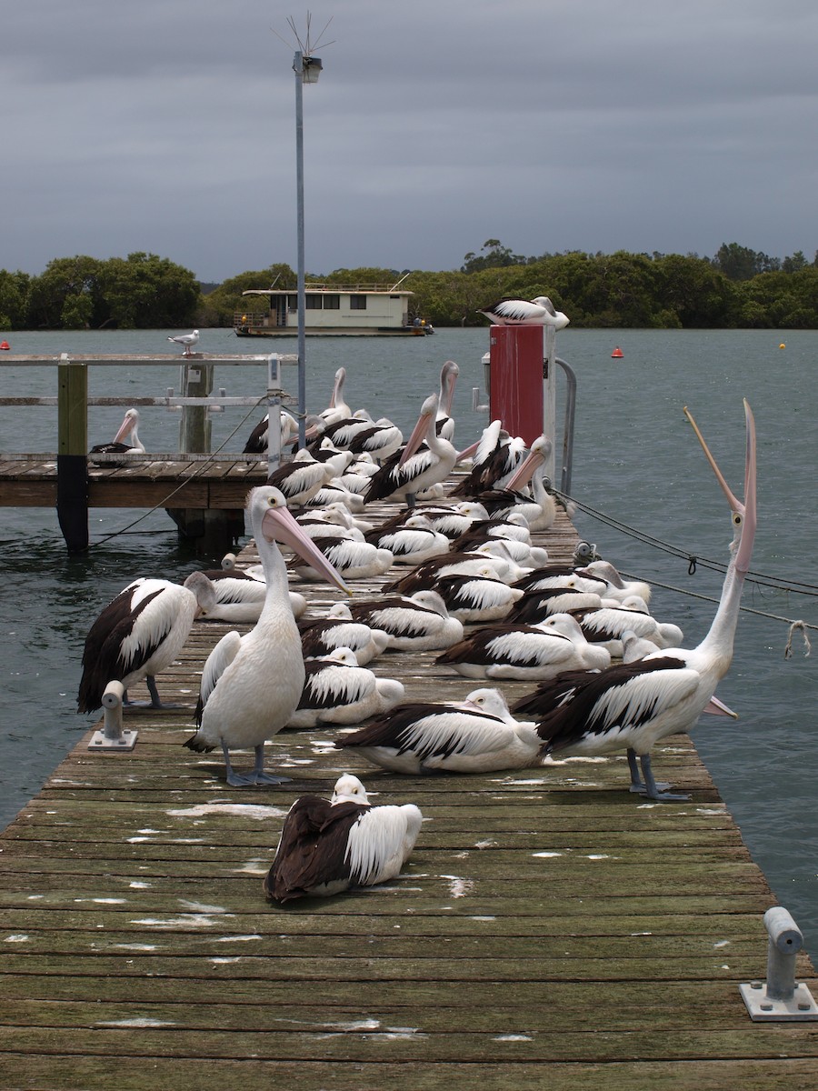 Pelikano australiarra - ML646443270