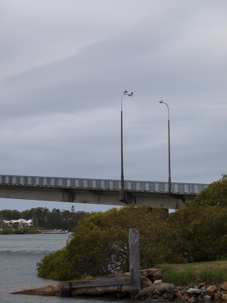 Pelikano australiarra - ML646443271