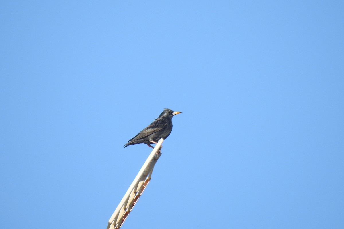 Spotless Starling - ML646443273