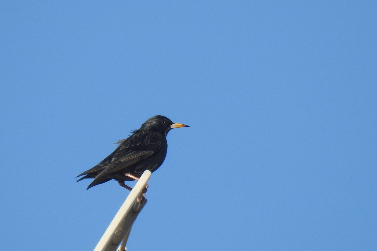 Spotless Starling - ML646443274