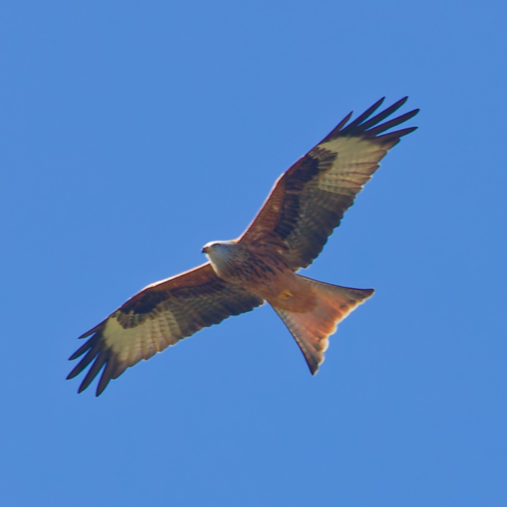 Red Kite - ML646443275