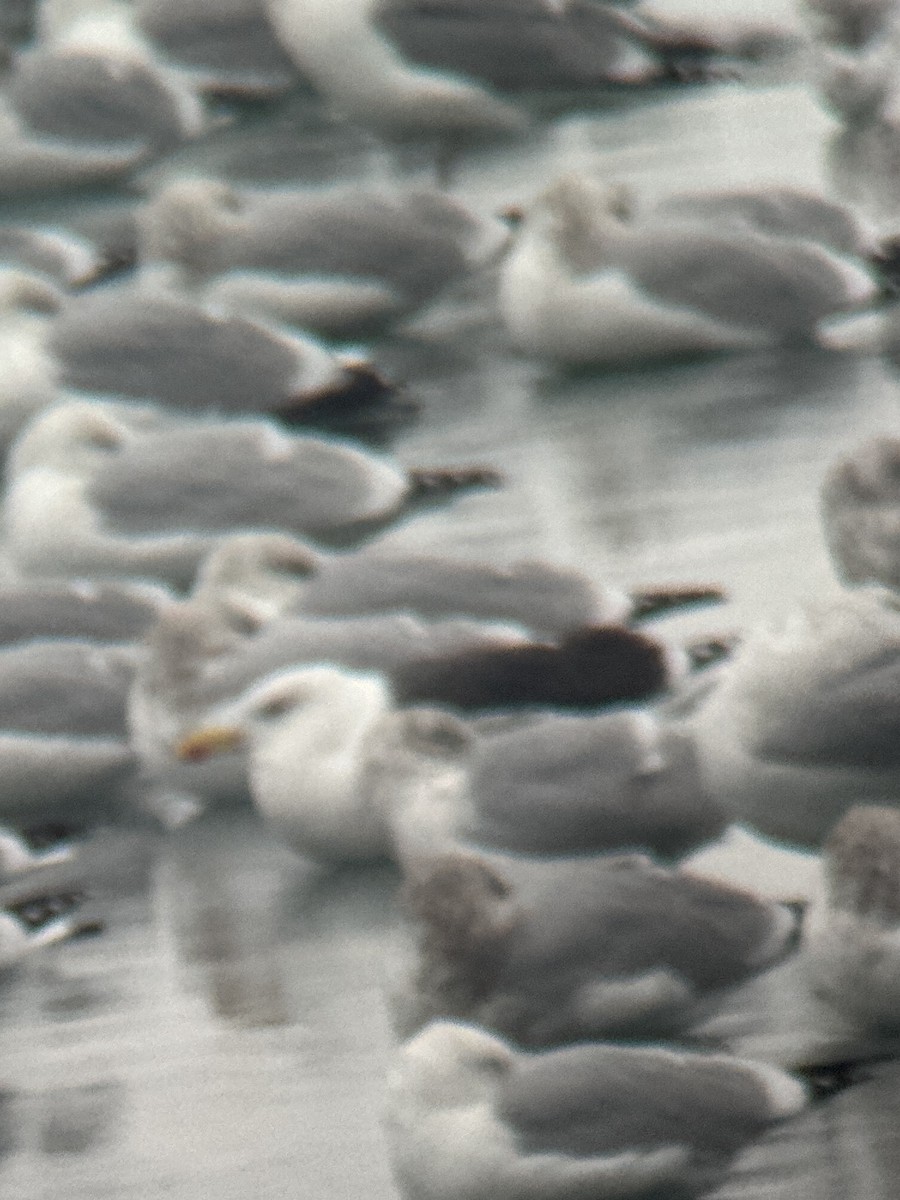 racek mořský - ML646443276