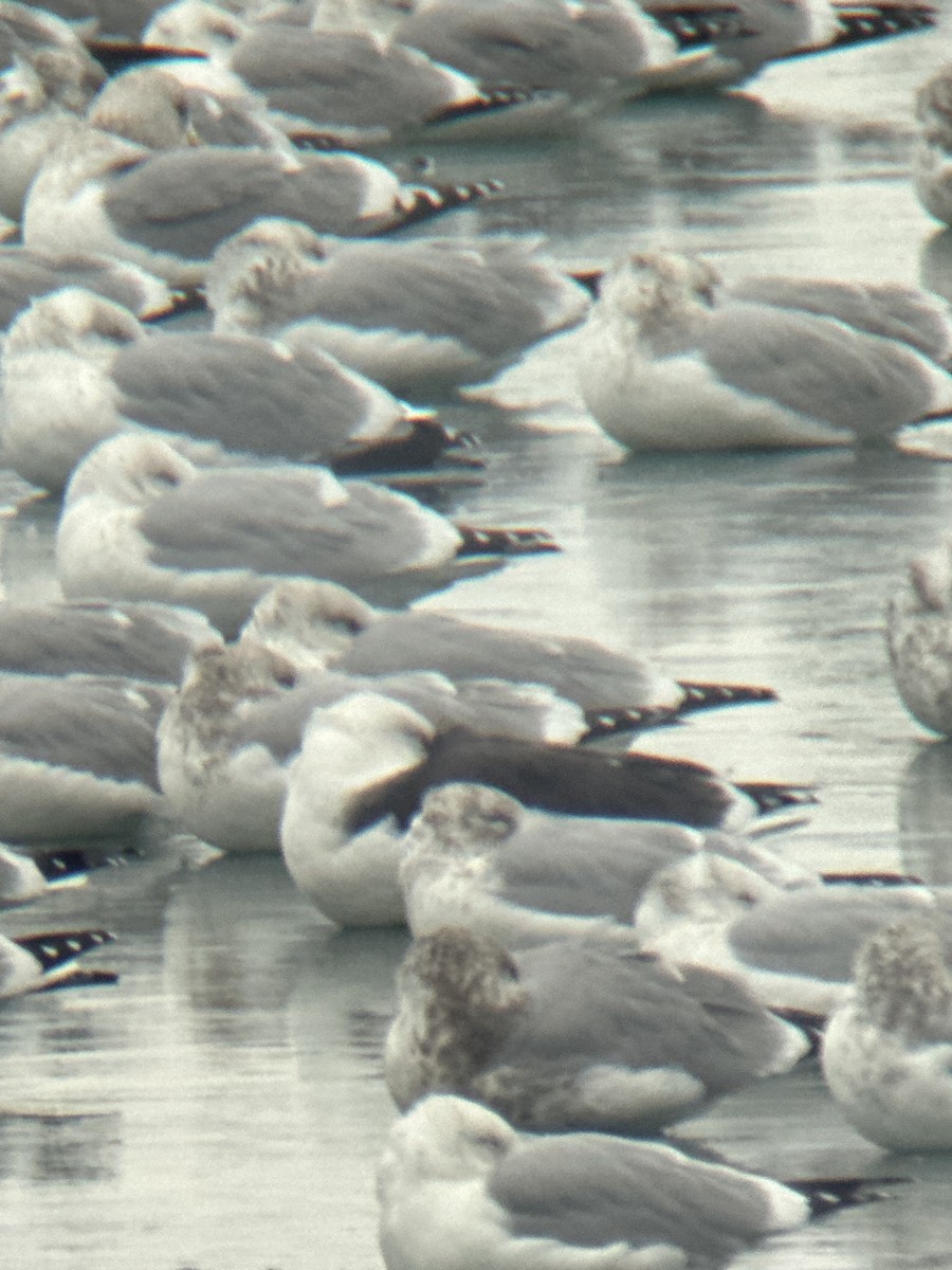 racek mořský - ML646443277