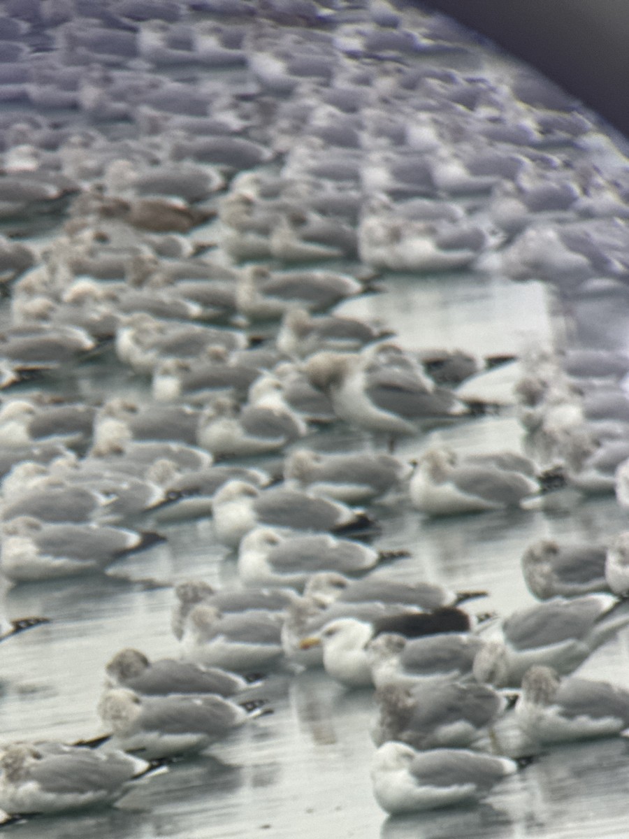 racek mořský - ML646443278