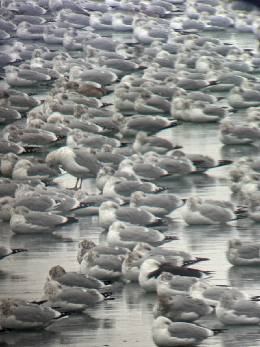 racek mořský - ML646443279