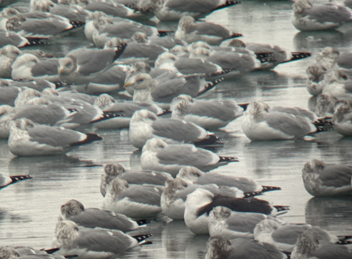 racek mořský - ML646443280