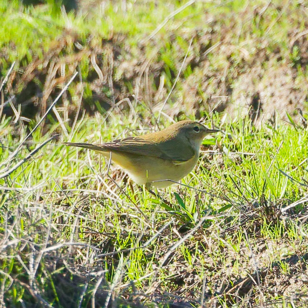 budníček menší - ML646443281