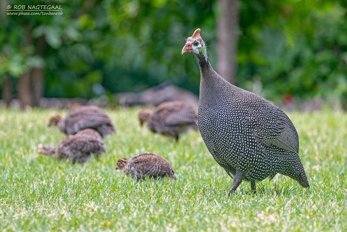 perlička kropenatá - ML646443285