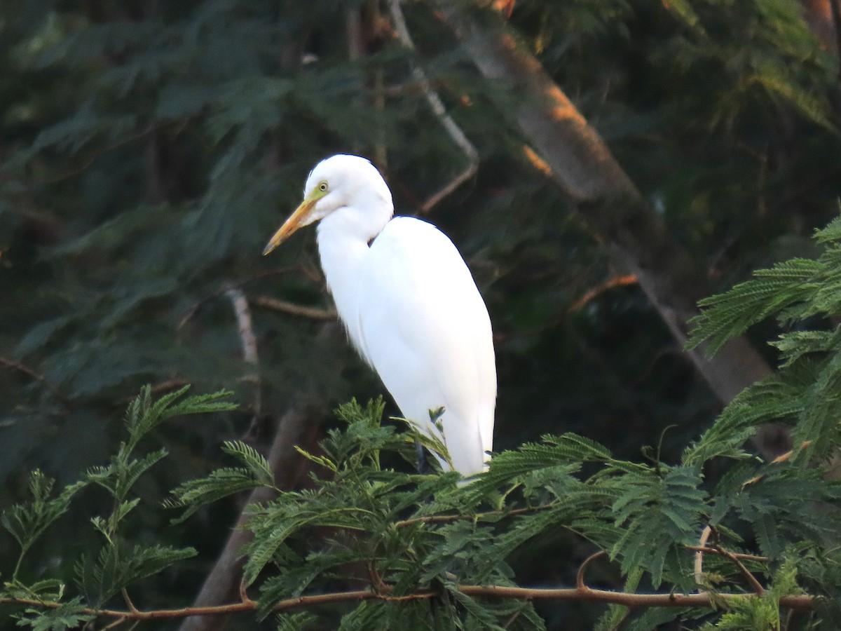 volavka prostřední - ML646443286