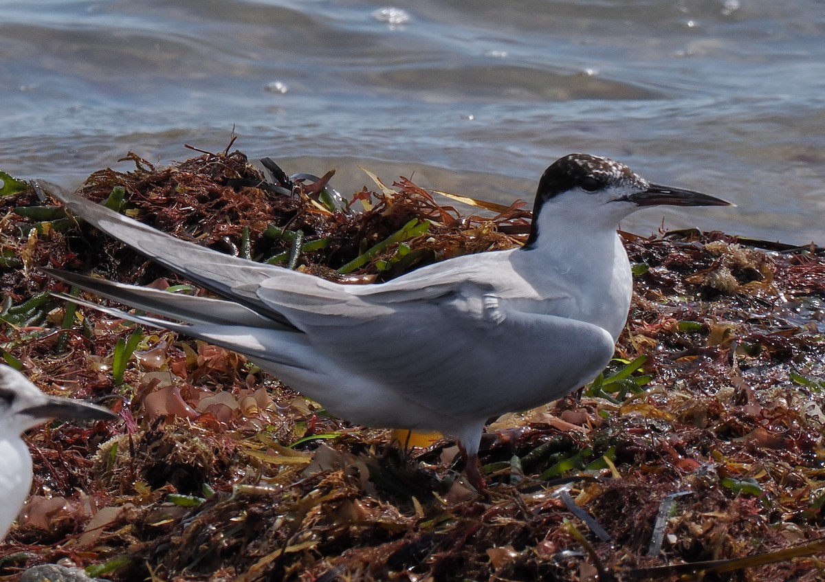 rybák rajský - ML646443288