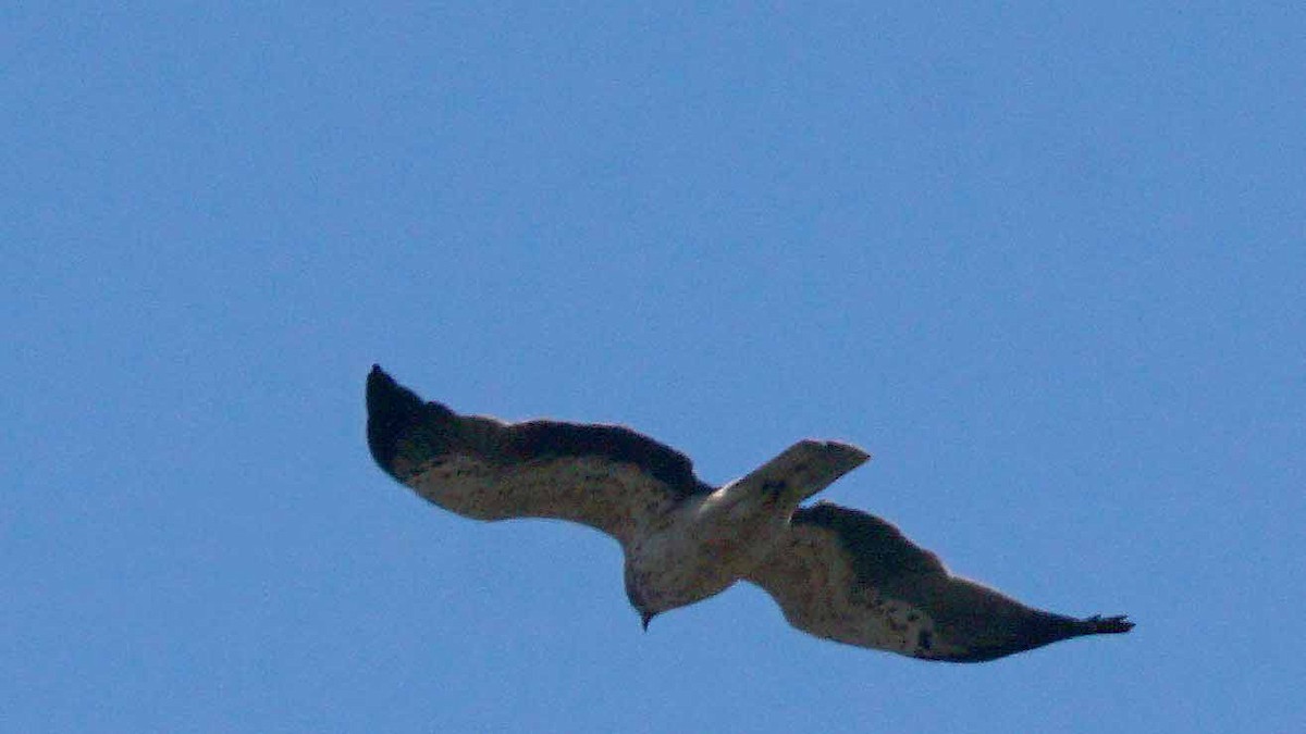 orel nejmenší - ML646443289