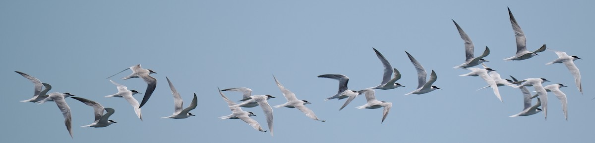 rybák obecný - ML646443290