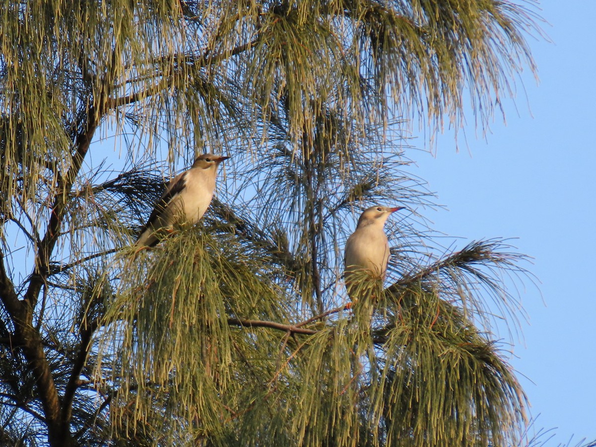 špaček červenozobý - ML646443291