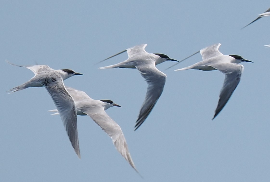 rybák obecný - ML646443292