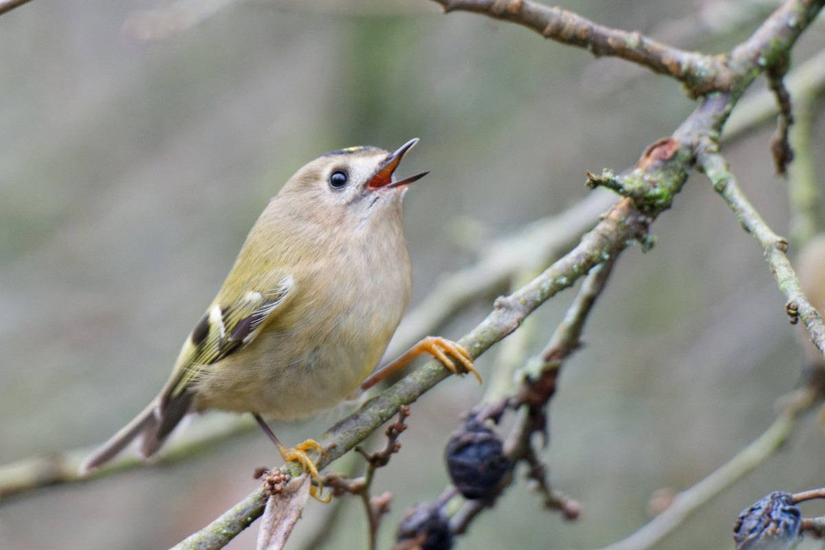 králíček obecný - ML646443293