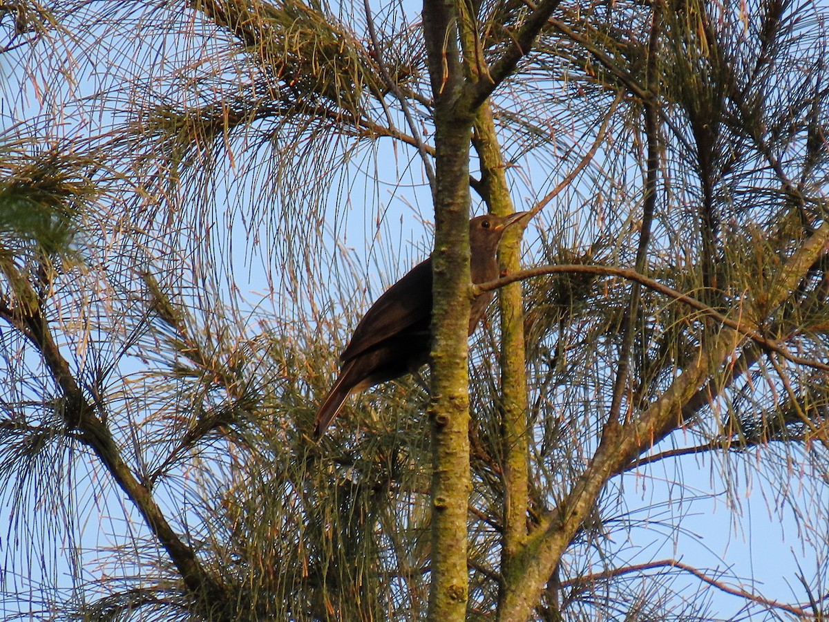 kos čínský - ML646443294