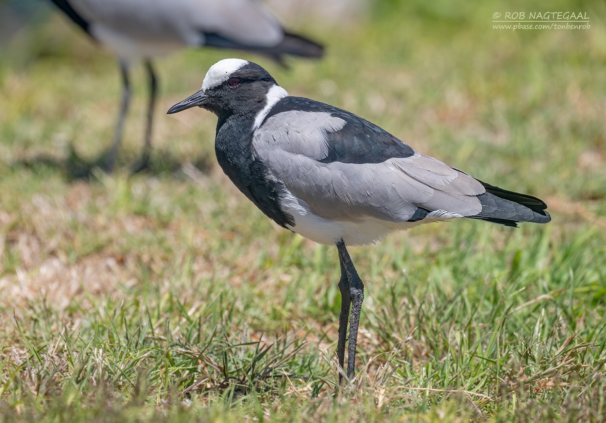 čejka běločelá - ML646443296
