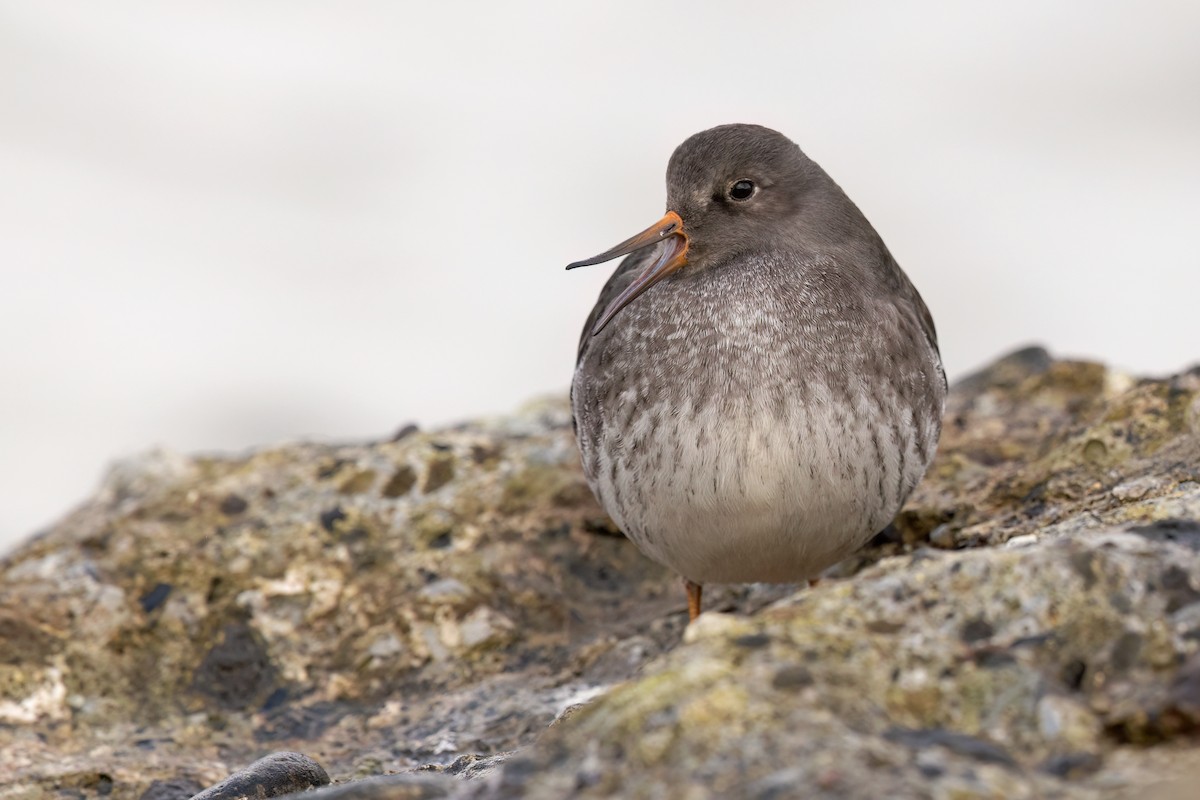 Purple Sandpiper - ML646443297