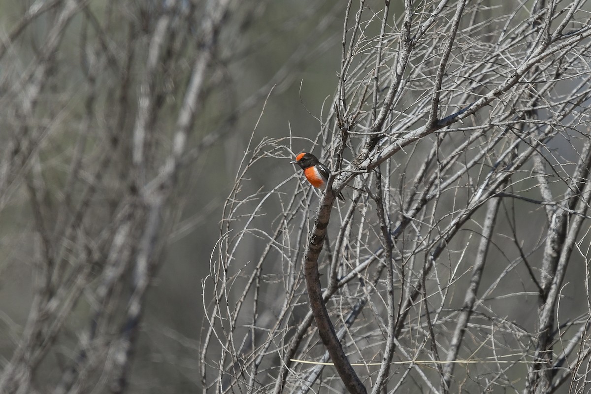 lejsčík rudočelý - ML646443299