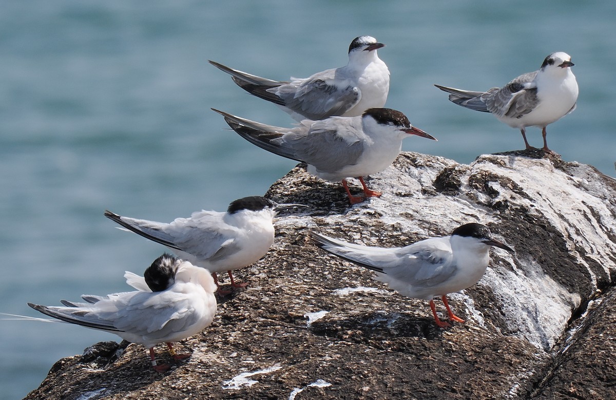 rybák obecný - ML646443300