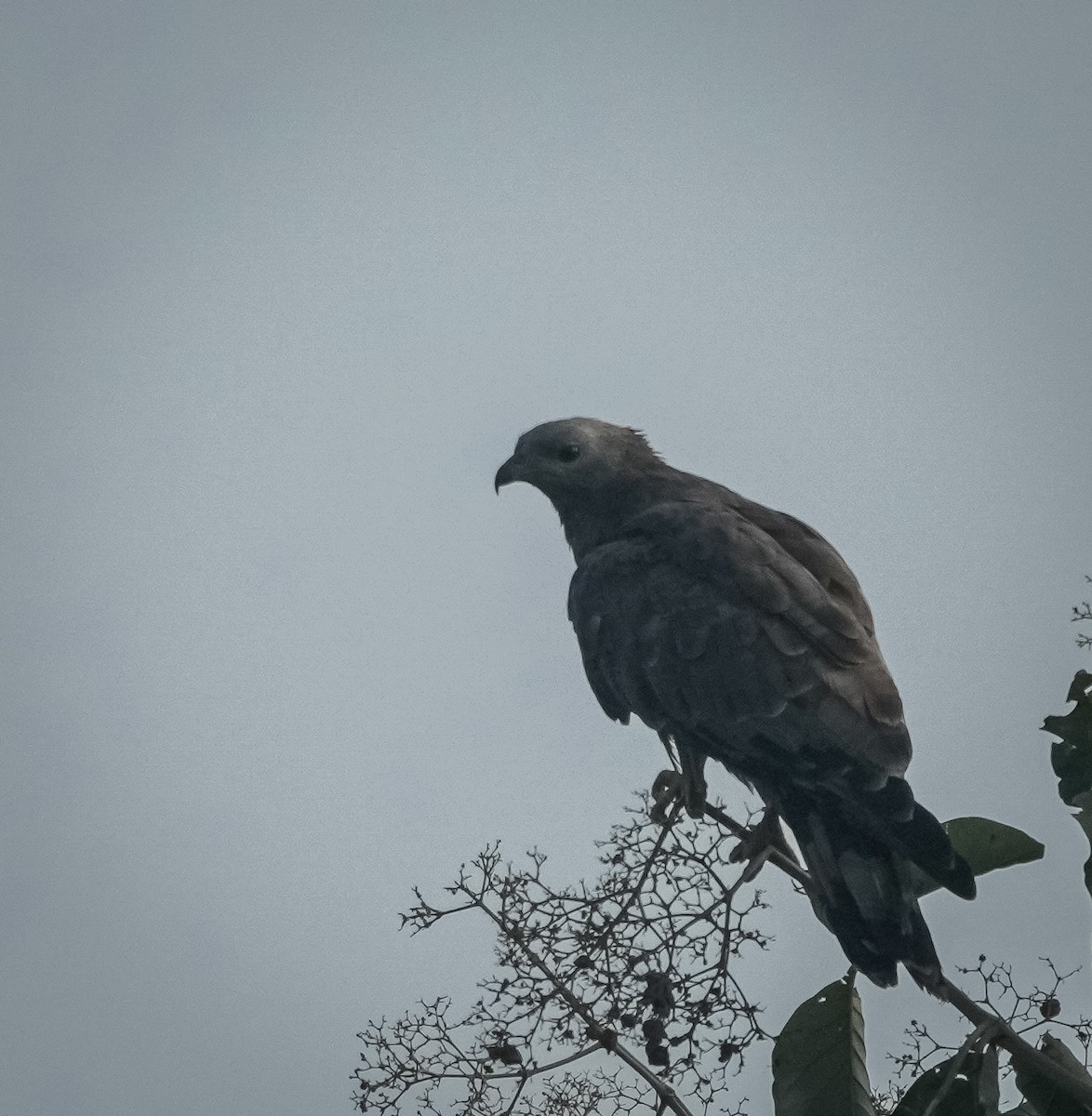 včelojed chocholatý - ML646443302