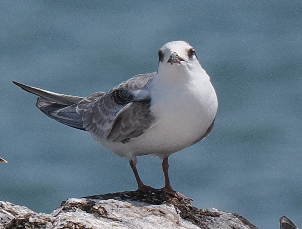 rybák obecný - ML646443305