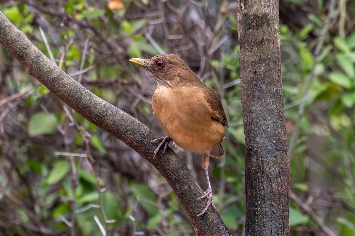 drozd hnědý - ML646443306