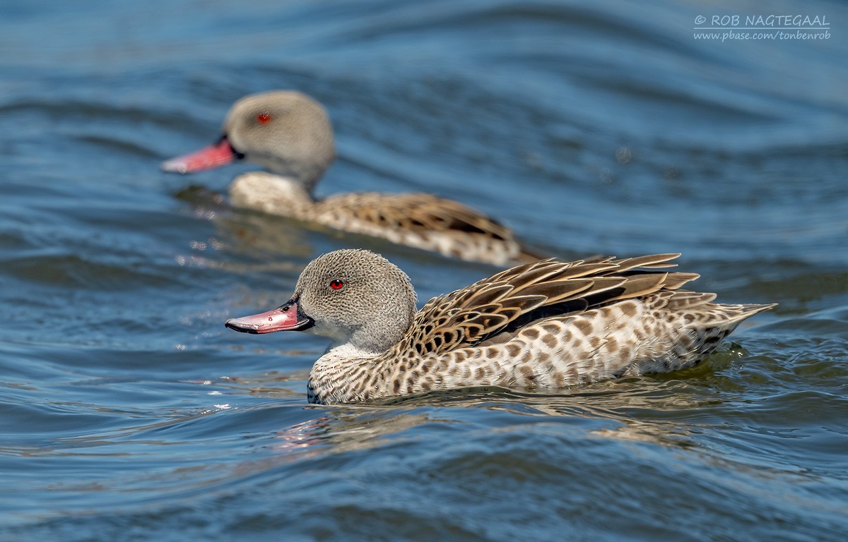 čírka popelavá - ML646443307