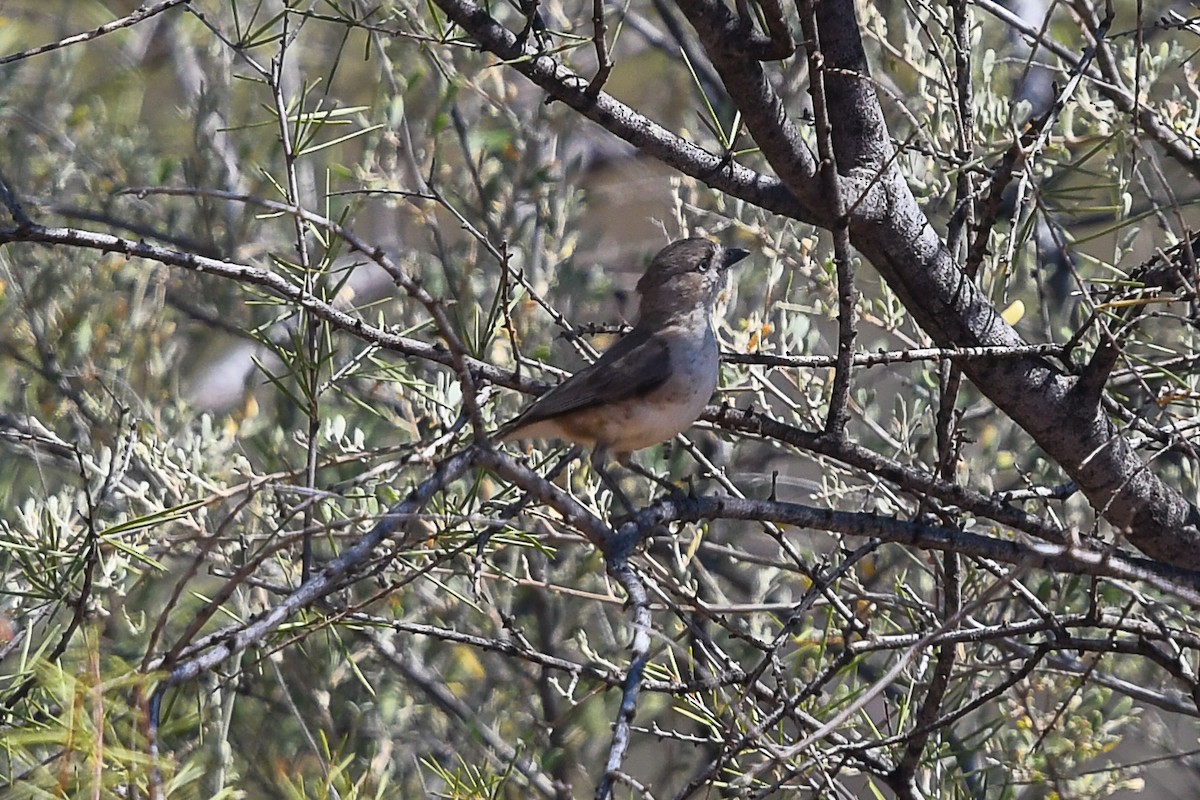 Southern Whiteface - ML646443308