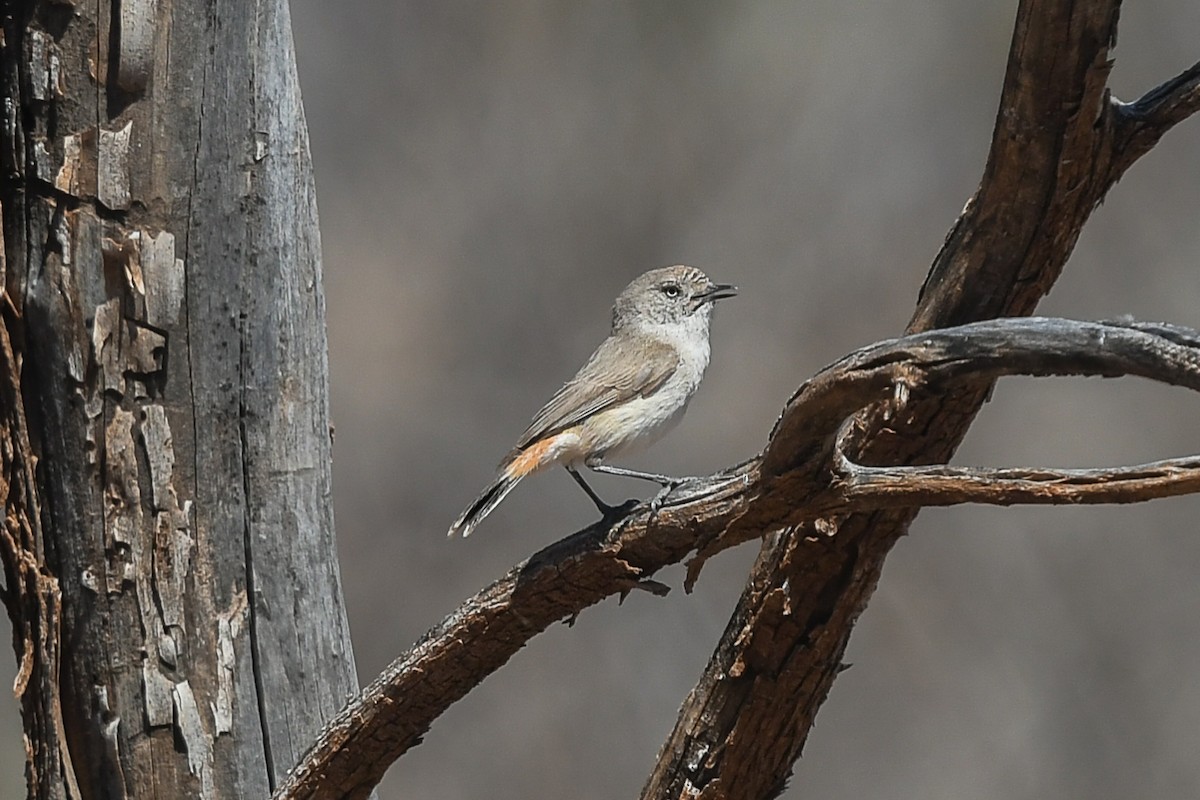 Chestnut-rumped Thornbill - ML646443309