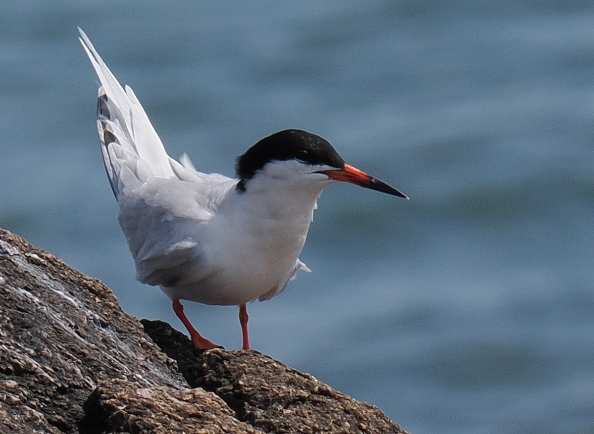 Roseate Tern - ML646443310