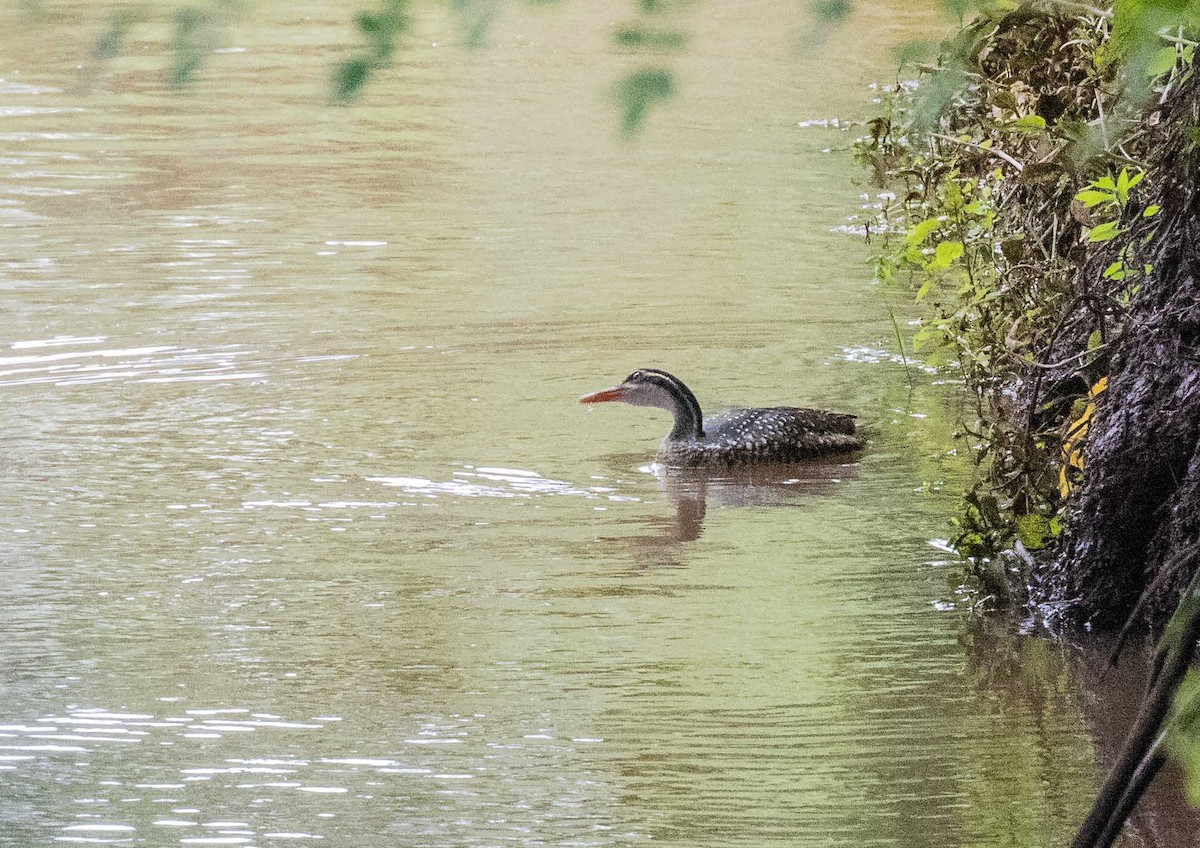 African Finfoot - ML646443311