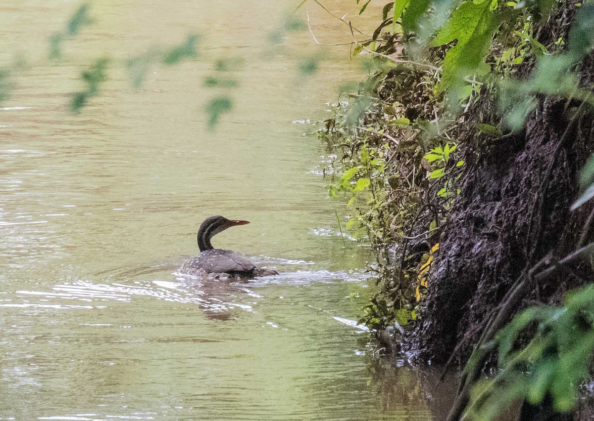 African Finfoot - ML646443312