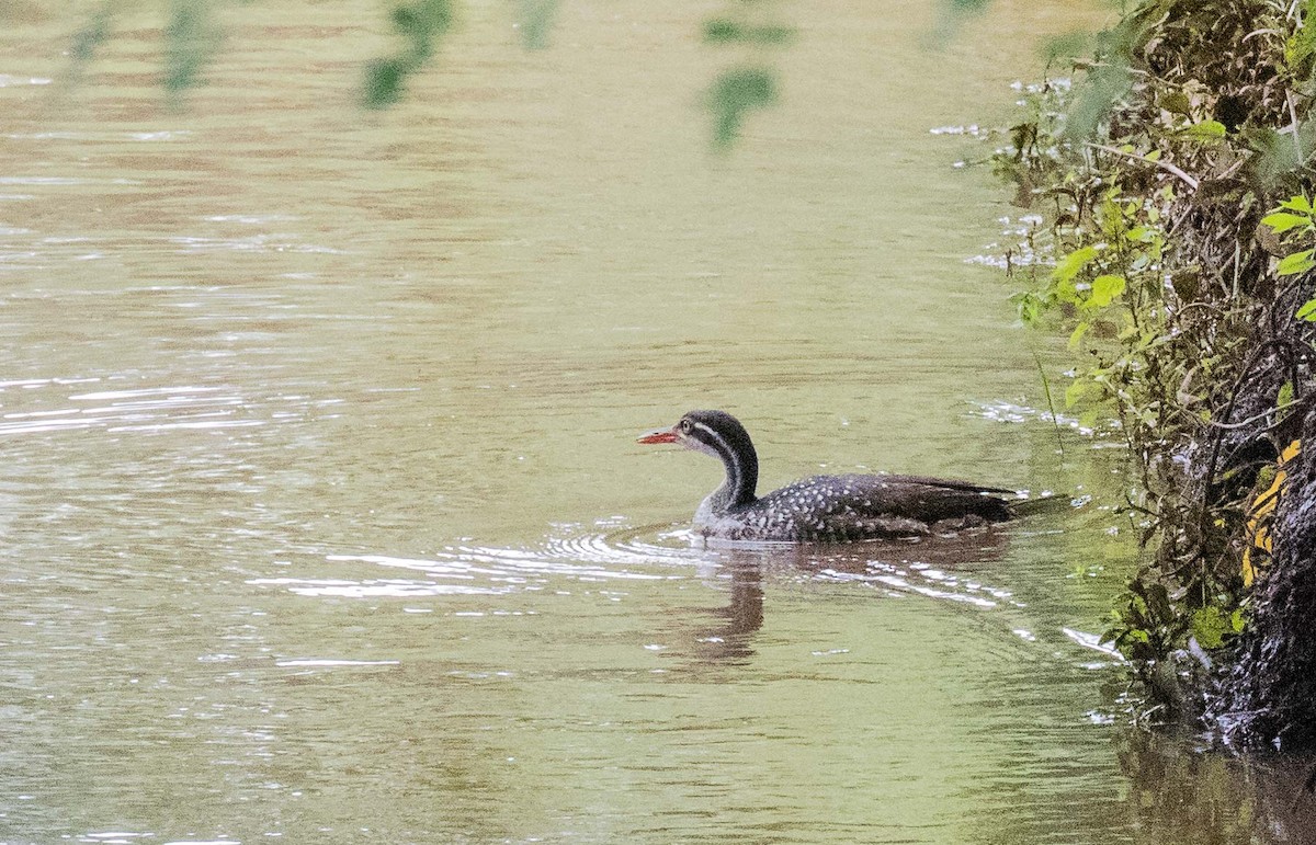 African Finfoot - ML646443313