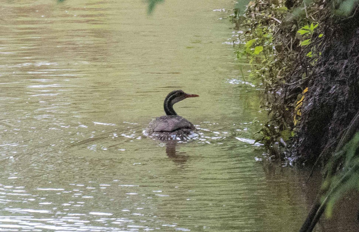 African Finfoot - ML646443314