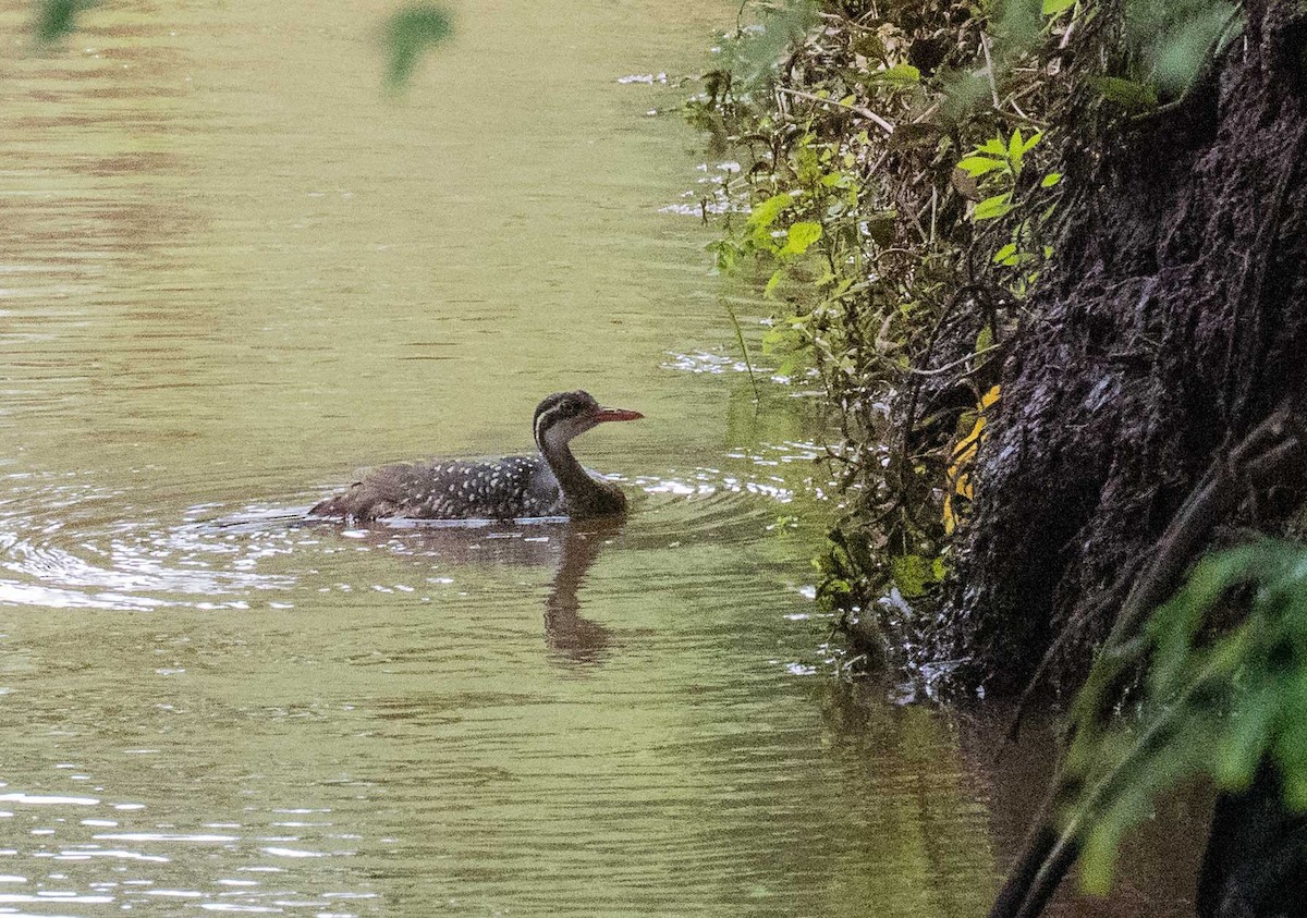 African Finfoot - ML646443315